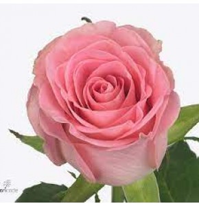 ΤΡΙΑΝΤΑΦΥΛΛΑ ΡΟΖ 50εκ. ΕΙΣΑΓ. ROSEN  SEDUCTIVE 50cm